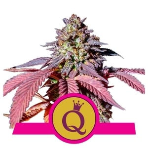 Purple Queen fem