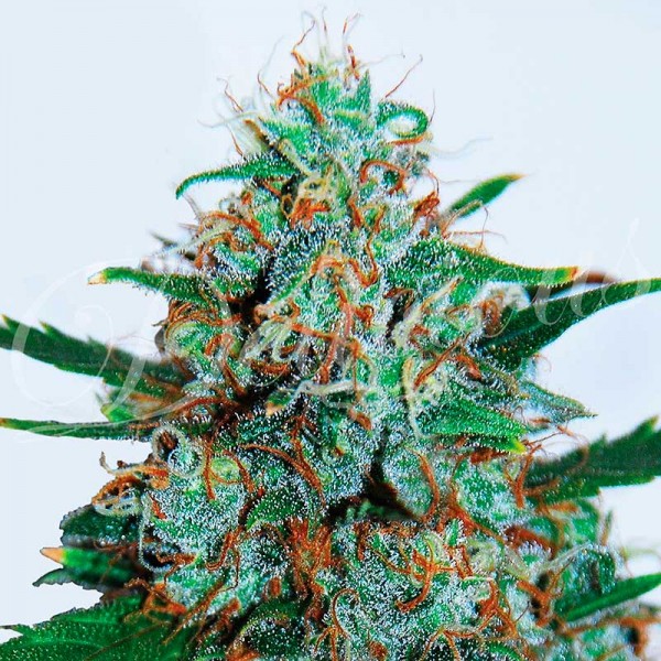 Auto Critical Neville Haze