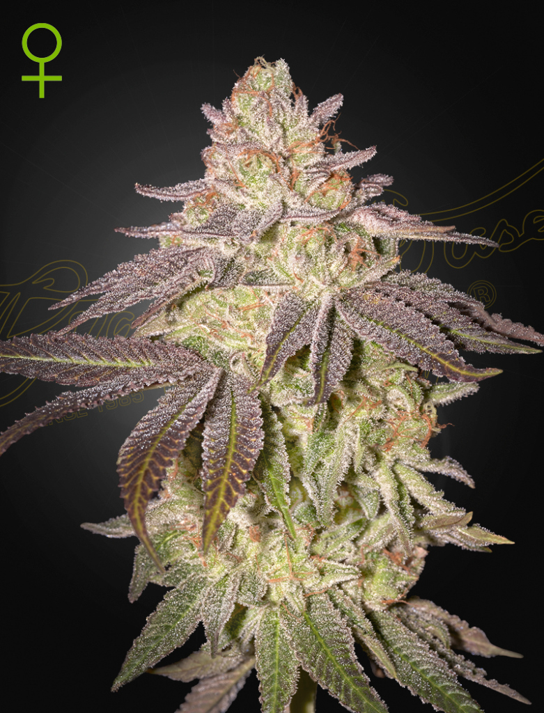 Black Toffee Auto (Feminised) autofem