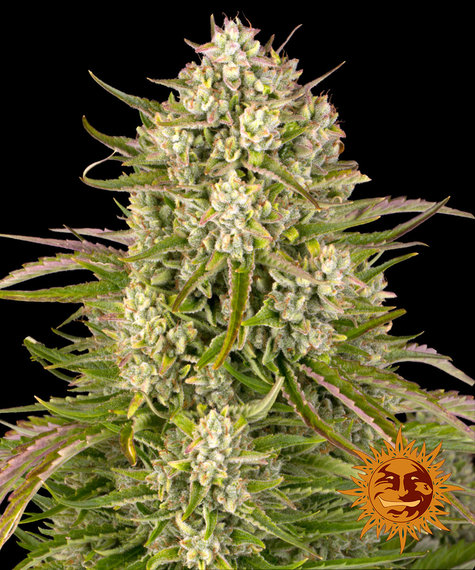 Wedding Cake Auto autofem