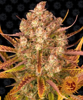 Dos Si Dos Auto autofem
