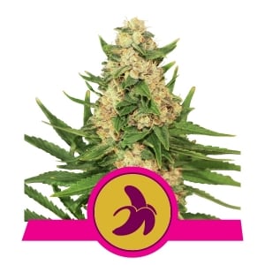 Fat Banana fem