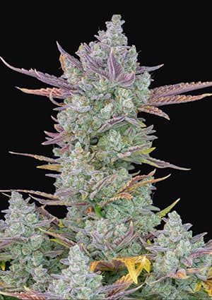 Gorilla Cookies Auto autofem