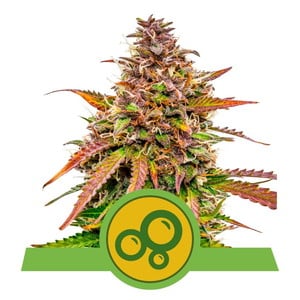 Bubble Kush Automatic autofem