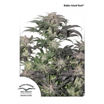 Bubba Island Kush fem