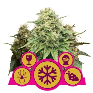 Feminized MIX fem