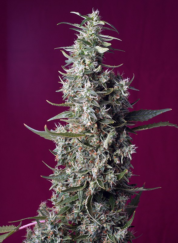 Sweet Cherry Pie fem