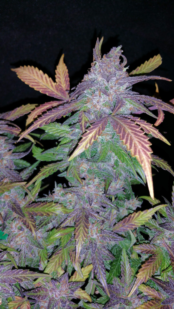 Fastberry autofem