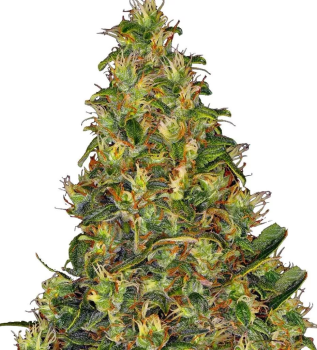 Amnesia Haze Auto autofem