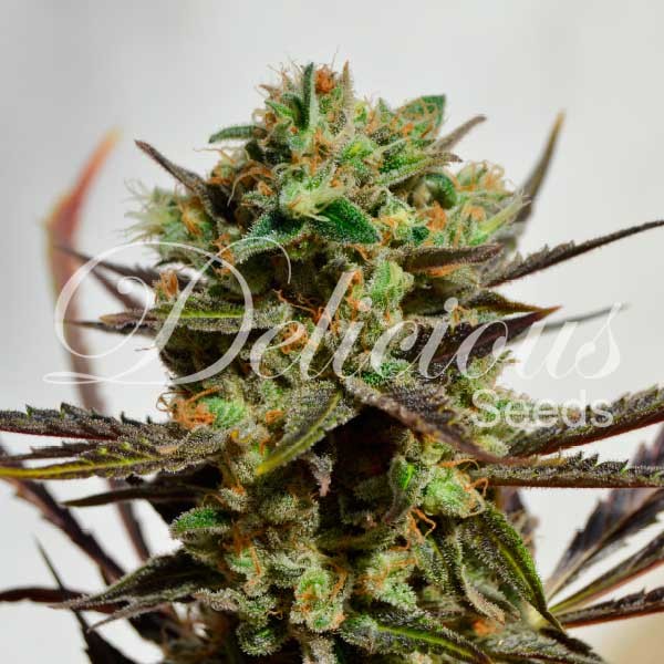 Delicious Candy fem