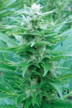 Fruity Jack auto