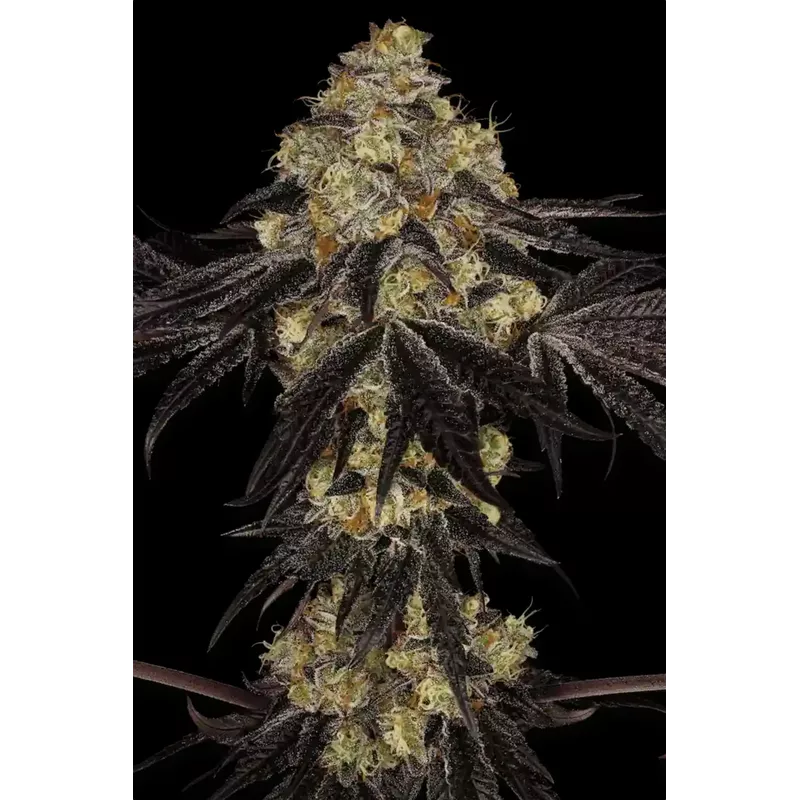 Sunset Paradise fem