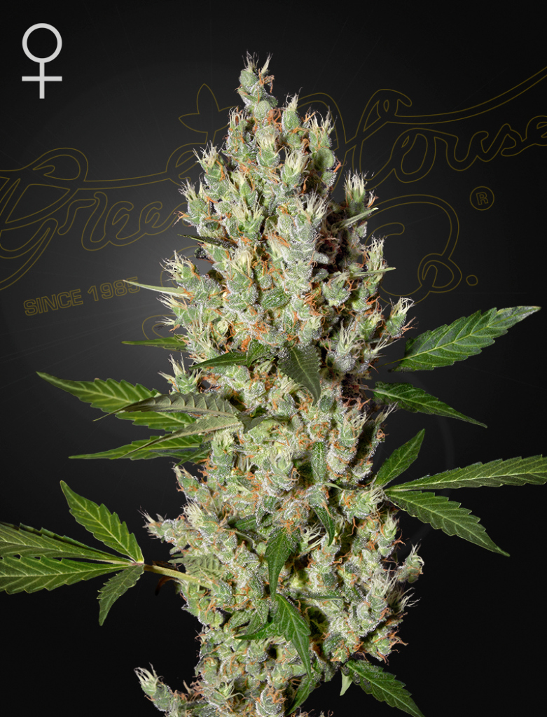 Moby Dick (Feminised) fem