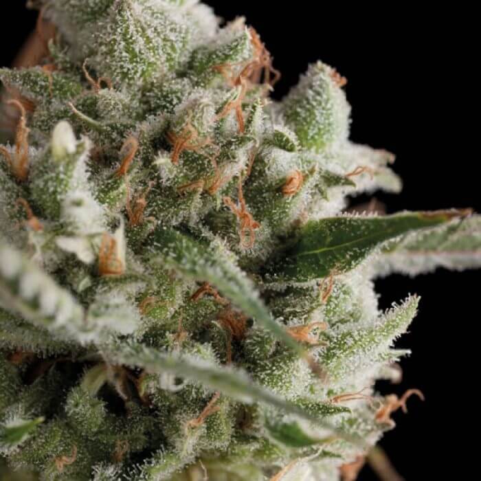 Total Cheese (Super Cheese) fem