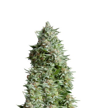 Alpujarreña fem
