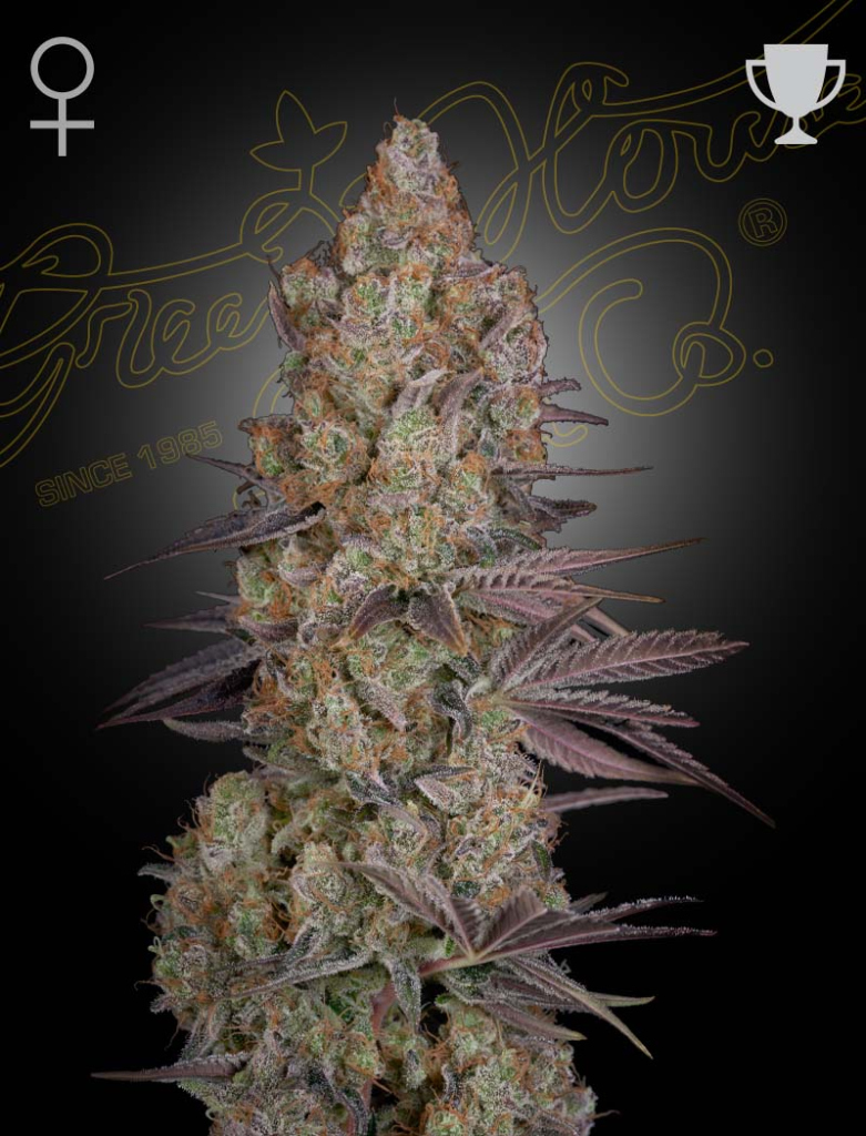 Exodus Cheese (Feminised) fem