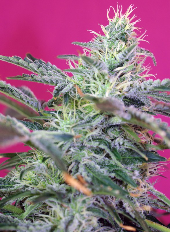 Sweet Cheese Auto autofem