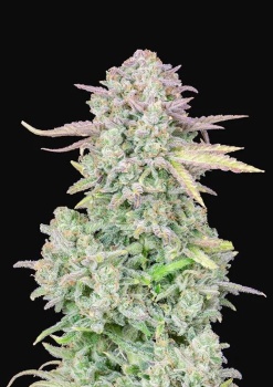 Original Auto Trainwreck autofem