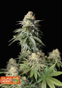 Orange Sherbet FF fem