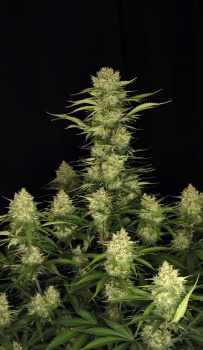 Guava Auto autofem
