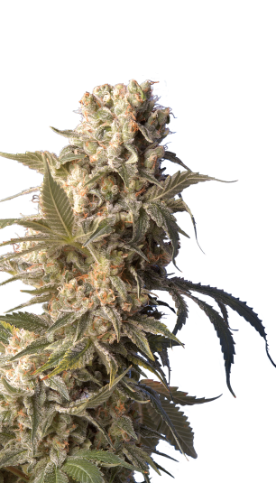 AK-47 fem