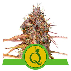 Purple Queen Auto autofem