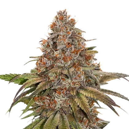 Blackberry Gum Auto autofem