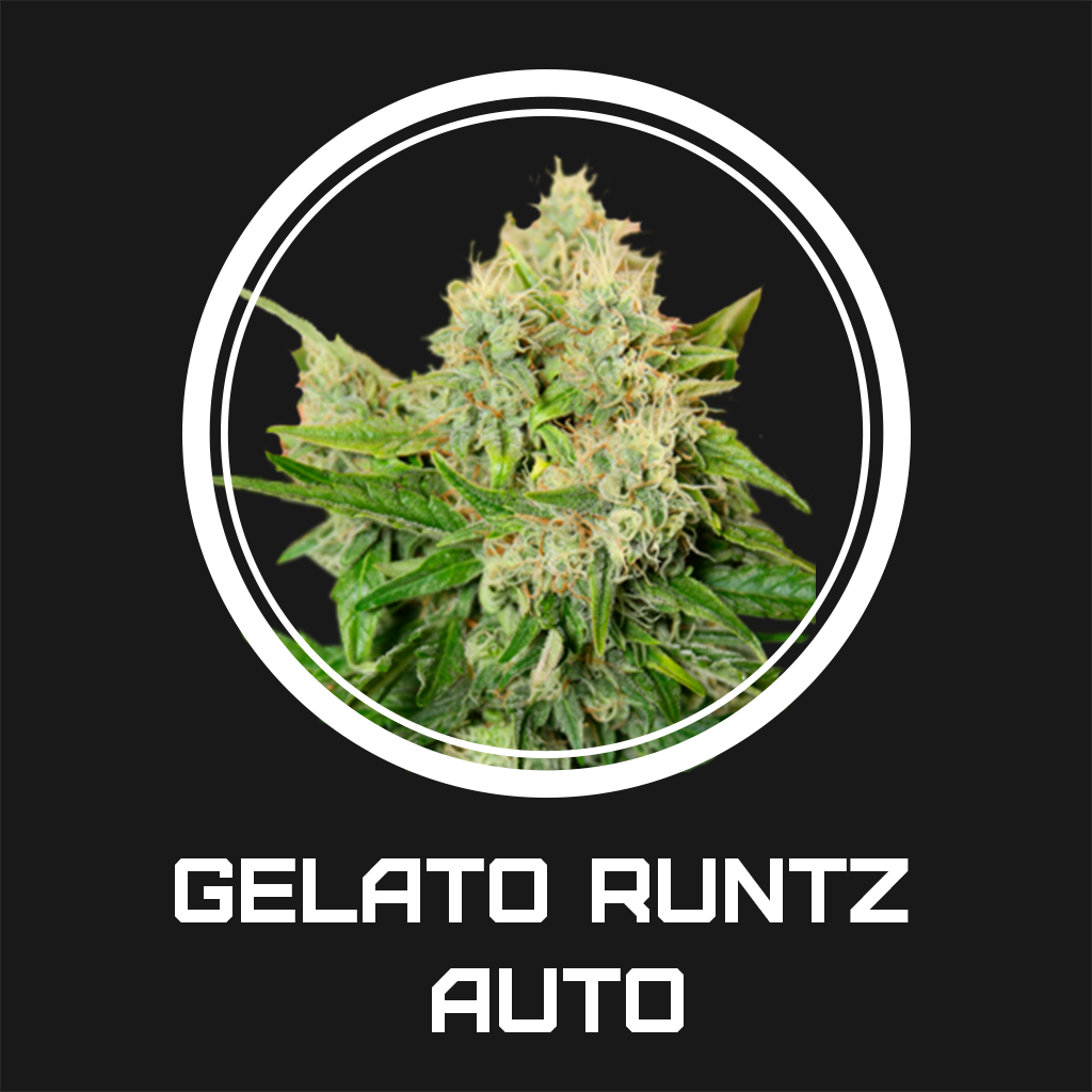 Gelato Runtz Auto