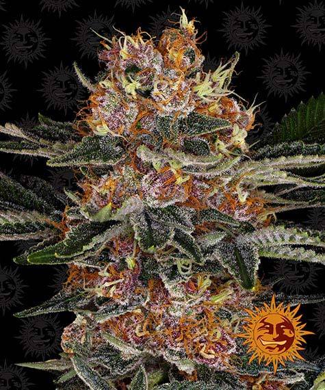 Purple Punch Auto autofem