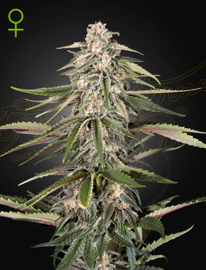 Green-O-Matic (Feminised) autofem