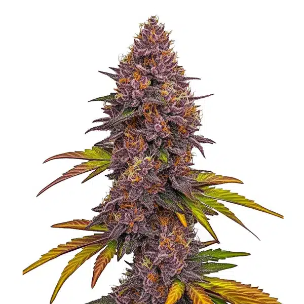 Auto Grizzly Purple autofem