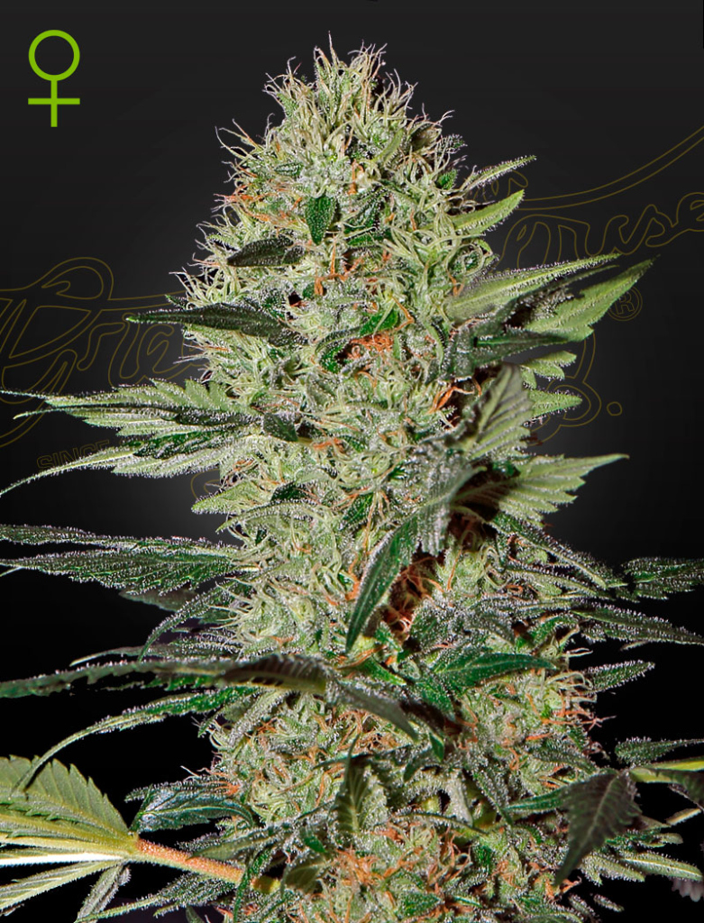 Exodus Cheese Auto (Feminised) autofem