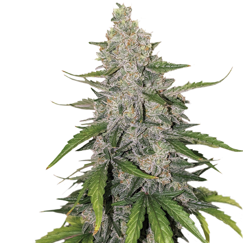 Auto Purple OG Punch autofem