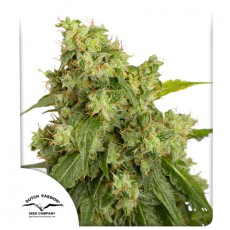 Auto Xtreme autofem