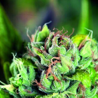 Tahoe Cure fem