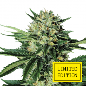 Chemo Kush genetics fem