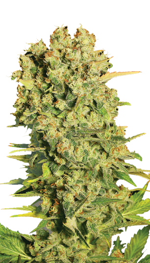 CBD-Chronic fem