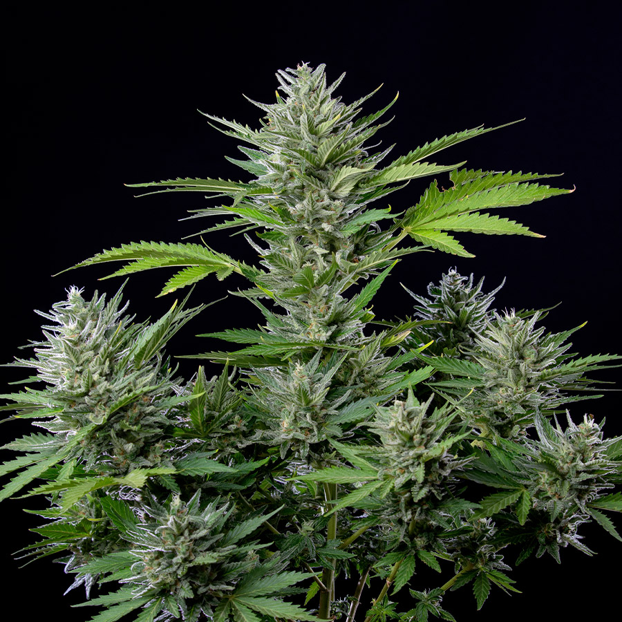 Tangie Auto autofem