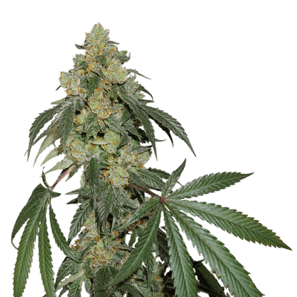 Cookies Fast fem