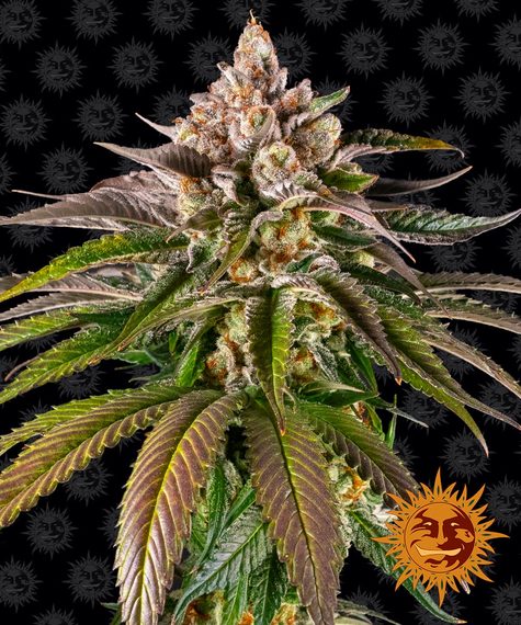 Kush Mintz fem