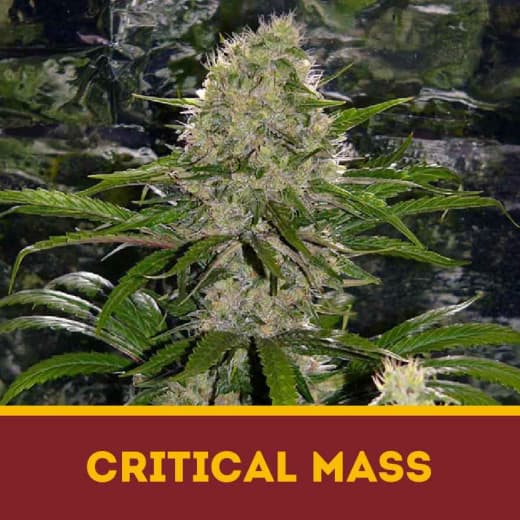 Critical Mass fem
