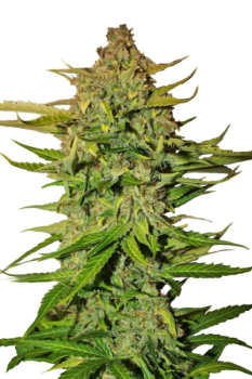 Pineapple Express autofem