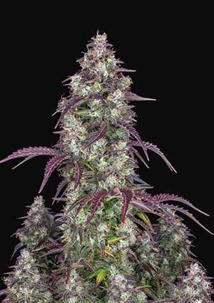 Lemon Pie Auto autofem