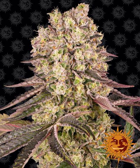 Runtz Muffin fem