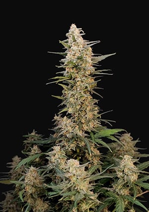 Original Auto Critical autofem