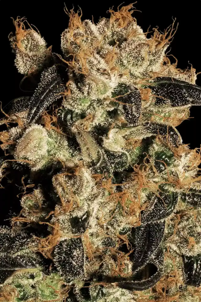 White Berry fem