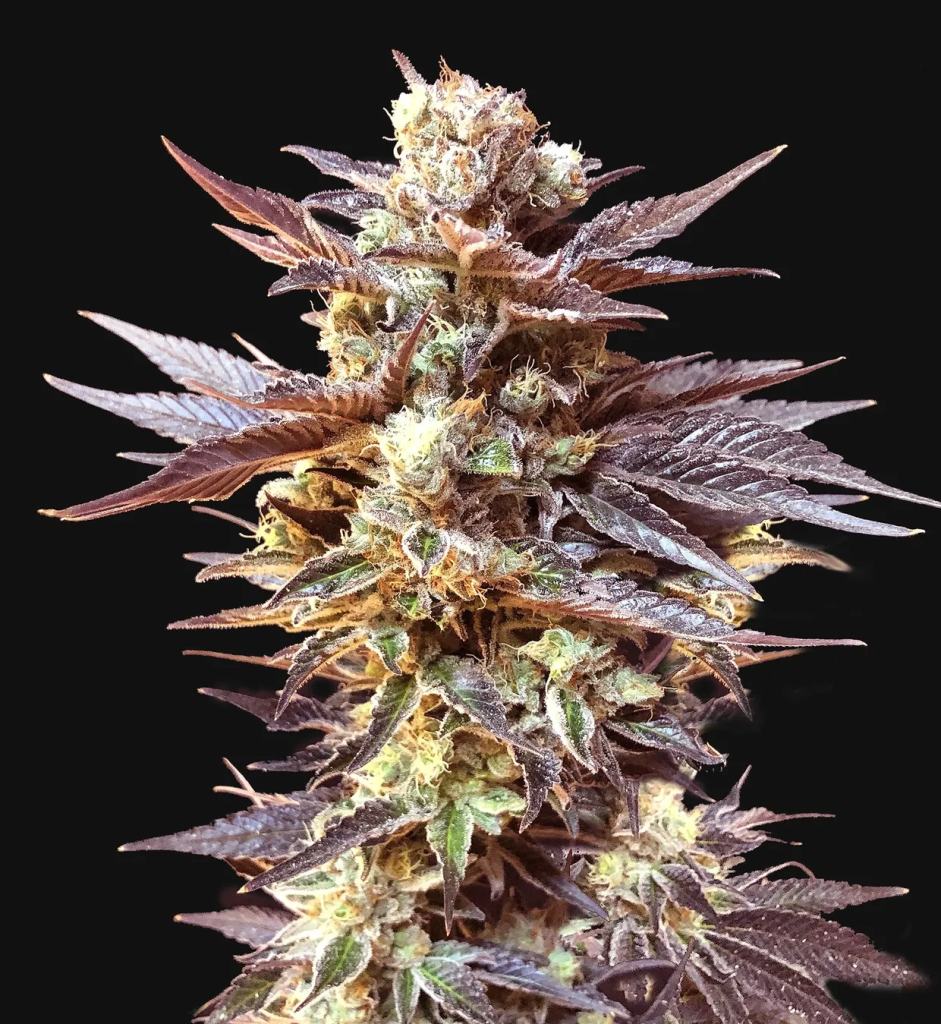 Black Cherry Pie autofem