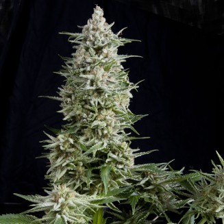 Amnesia Gold fem