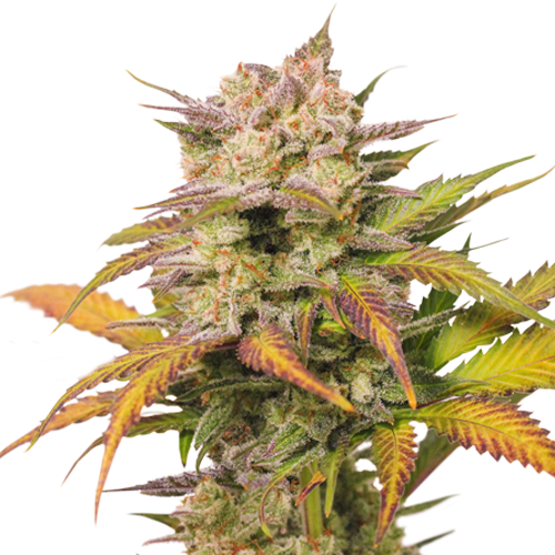 Auto Sweet Bourbon Kush autofem