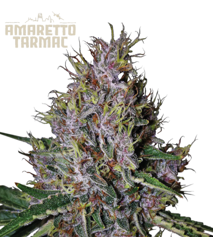 Amaretto Tarmac Auto autofem